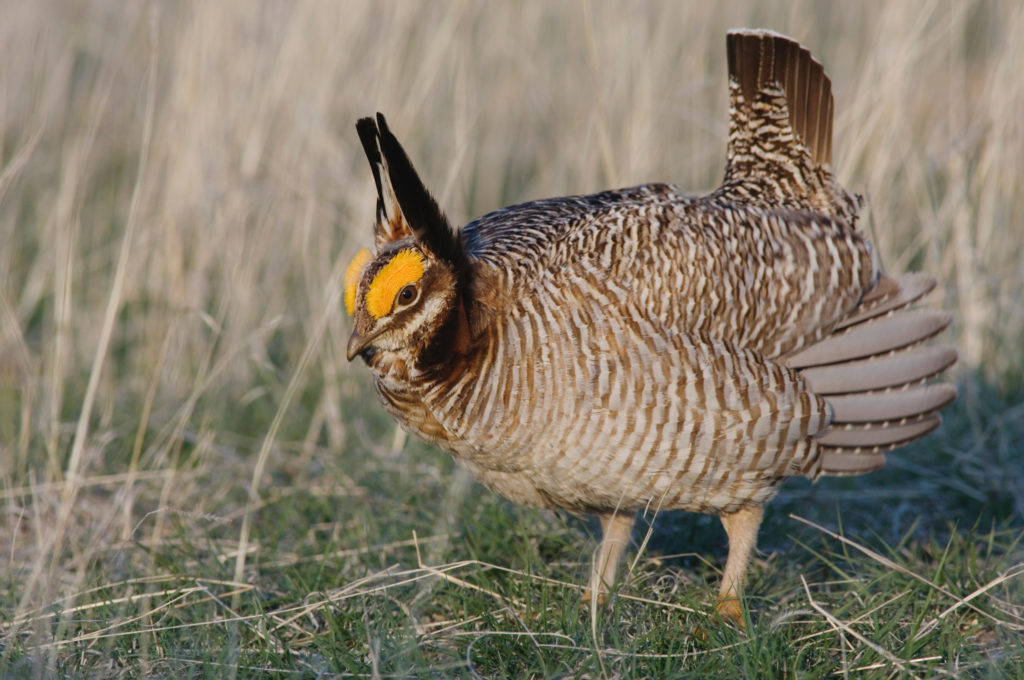 Lesser Prairie-Chicken