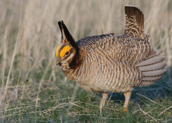 Lesser Prairie-Chicken