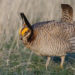 Lesser Prairie-Chicken