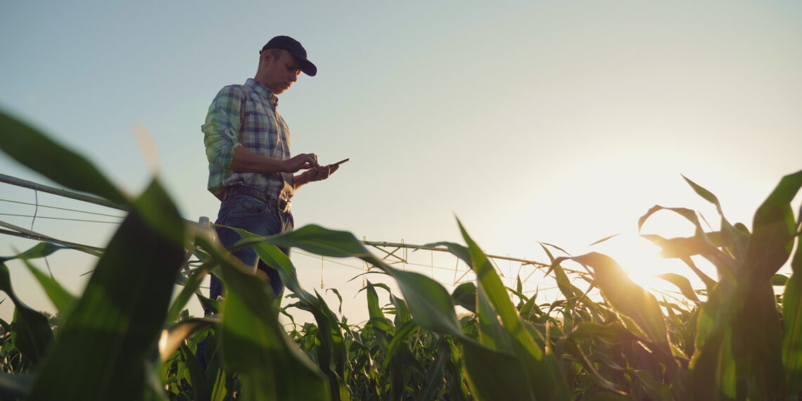 Young farmer working in a cornfield, inspecting and tuning irrigation center pivot sprinkler system on smartphone.