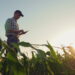 Young farmer working in a cornfield, inspecting and tuning irrigation center pivot sprinkler system on smartphone.