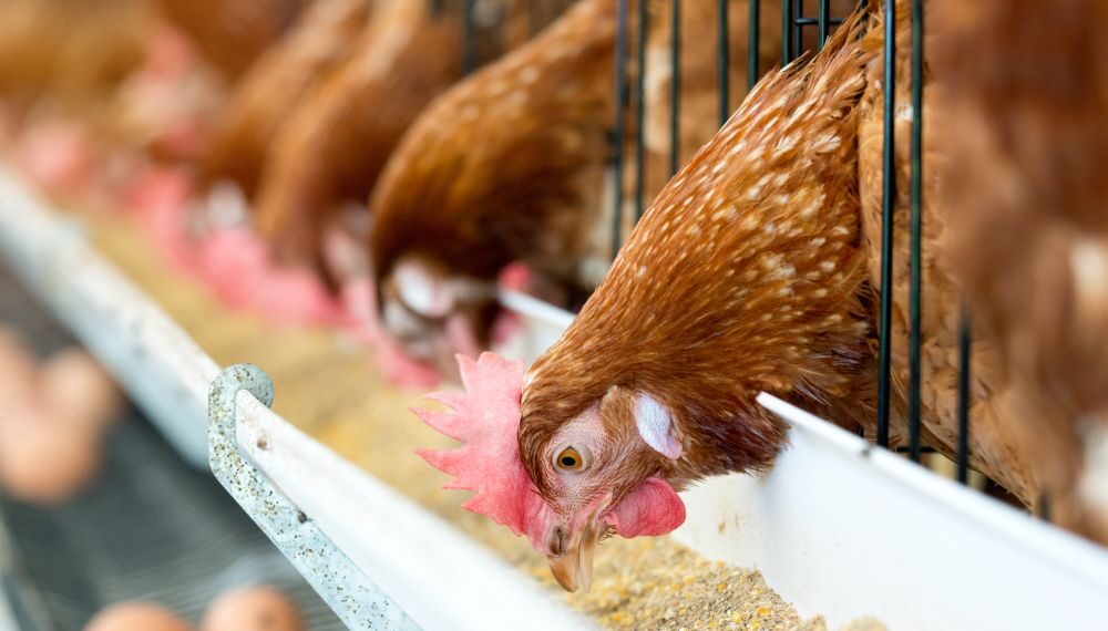 Groups sound off after judge rejects Illinois River poultry settlements