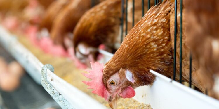 Groups sound off after judge rejects Illinois River poultry settlements