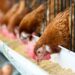Groups sound off after judge rejects Illinois River poultry settlements